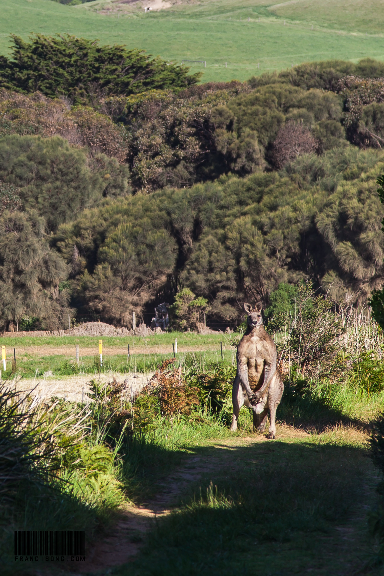 Wild Kangaroo looking at hikers