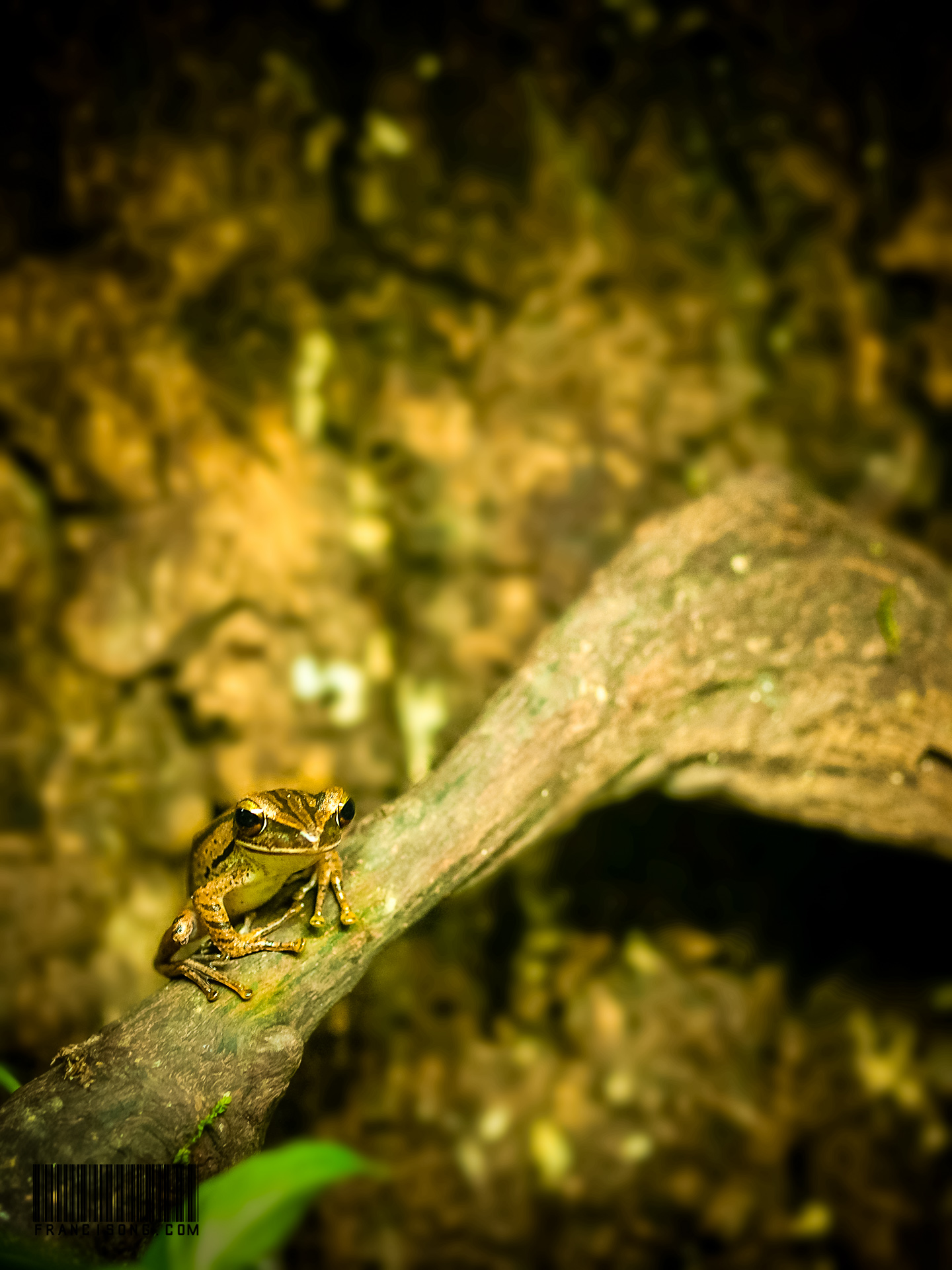 Frog resting on tree branch